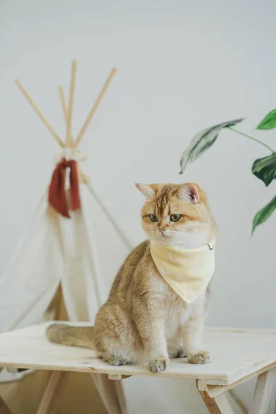 happy with cat concept with british cat play on camping table with camp and tropical tree and white background