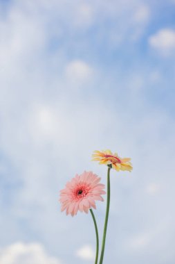 Gerbera çiçeği ve bulutlu gökyüzü arkaplanlı doğa ve manzara kavramı