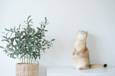 Altın rengi İngiliz kedi yavrusu oturma odasında durup eğleniyor.