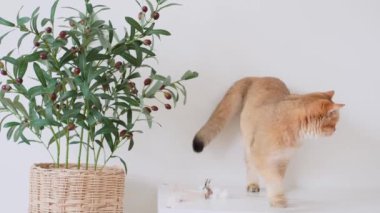 İngiliz kedisi giyim beyaz masaya oturur zeytin ağacı ve beyaz arka plan