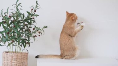 İngiliz kedisi giyim beyaz masaya oturur zeytin ağacı ve beyaz arka plan