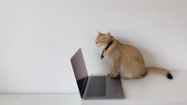 İngiliz kedisi ile iş konsepti kravat tak dizüstü bilgisayar kullan