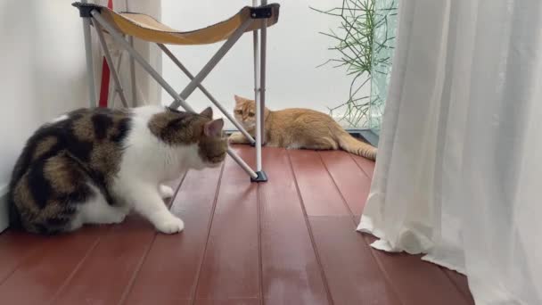 Άνθρωποι Και Κατοικίδιο Ζώο Έννοια Δραστηριότητα Γάτα Ευτυχισμένη Και Παίξει — Αρχείο Βίντεο