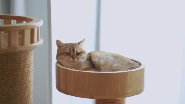 Människor Och Husdjur Aktivitet Koncept Med Katt Glad Och Sova — Stockvideo