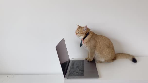 英国猫戴领带的商业概念使用笔记本电脑 — 图库视频影像