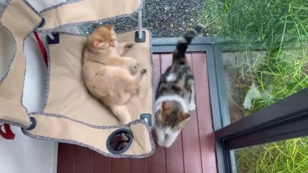 人とペットのアクティビティコンセプト 猫幸せとリビングルームのキャンプ椅子で遊ぶ — ストック動画
