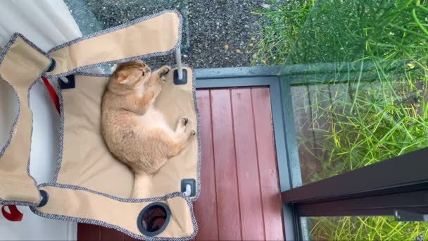 イギリスの猫と人々とペットの活動コンセプトを幸せにし リビングルームのキャンプ椅子で遊ぶ — ストック動画