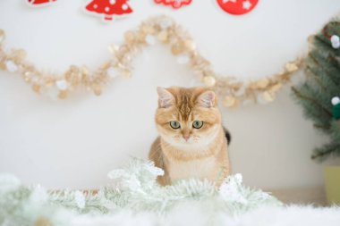 Kış tatili ve İngiliz kedisiyle kedi konsepti ipek eşarp giyer ve çam ve Noel ağacı süslemeleriyle oynar.