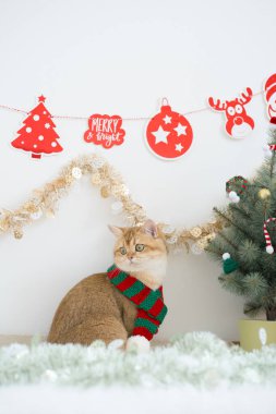 Kış tatili ve İngiliz kedisiyle kedi konsepti ipek eşarp giyer ve çam ve Noel ağacı süslemeleriyle oynar.