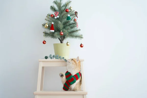 Kış tatili ve İngiliz kedisiyle kedi konsepti ipek eşarp giyer ve çam ve Noel ağacı süslemeleriyle oynar.