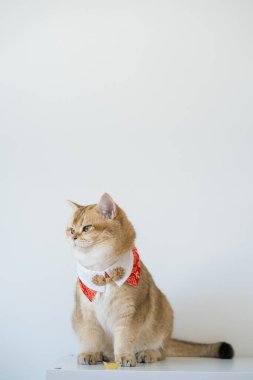 İngiliz kedisiyle Çin 'in yeni yıl konsepti beyaz arka planlı kırmızı geleneksel Çin giysileri giyer