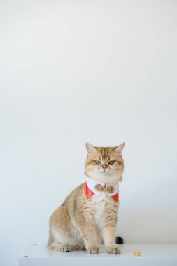 İngiliz kedisiyle Çin 'in yeni yıl konsepti beyaz arka planlı kırmızı geleneksel Çin giysileri giyer