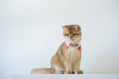 İngiliz kedisiyle Çin 'in yeni yıl konsepti beyaz arka planlı kırmızı geleneksel Çin giysileri giyer