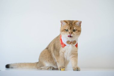 İngiliz kedisiyle Çin 'in yeni yıl konsepti beyaz arka planlı kırmızı geleneksel Çin giysileri giyer