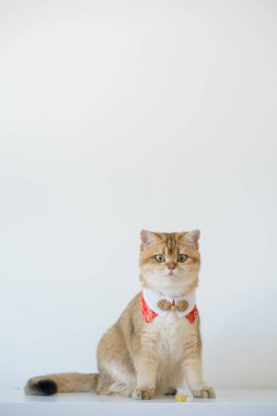 İngiliz kedisiyle Çin 'in yeni yıl konsepti beyaz arka planlı kırmızı geleneksel Çin giysileri giyer