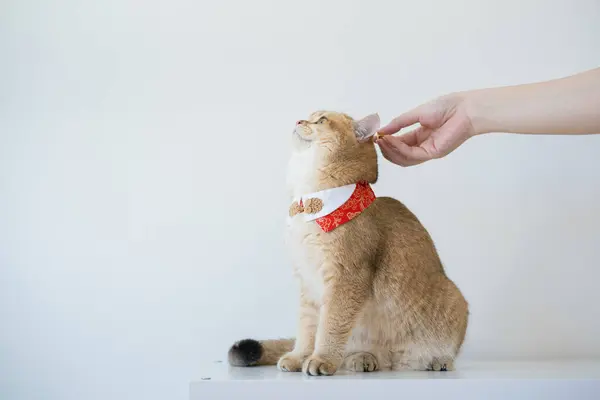 Cinese Nuovo Concetto Anno Con Gatto Britannico Usura Rosso Tradizionale — Foto Stock
