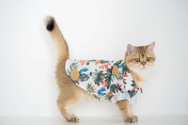 Altın rengi İngiliz kedisiyle yaz kıyafetleri içinde seyahat et ve evcil hayvan dostu bir otelde yaşa.