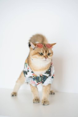 Altın rengi İngiliz kedisiyle yaz kıyafetleri içinde seyahat et ve evcil hayvan dostu bir otelde yaşa.