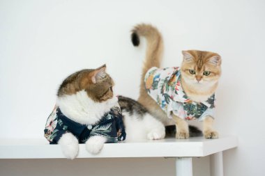 Tekir İskoç ve altın sarısı İngiliz kedisiyle yaz giysileri içinde seyahat et ve evcil hayvan dostu bir otelde yaşa.