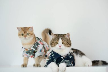 Tekir İskoç ve altın sarısı İngiliz kedisiyle yaz giysileri içinde seyahat et ve evcil hayvan dostu bir otelde yaşa.