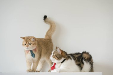 Koku ve yalama sırasında kravatlı altın rengi İngiliz ve tekir İskoç kedi kostümlü iş konsepti