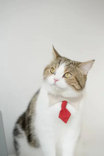 business concept with tabby scottish cat costume with necktie during sit on white table