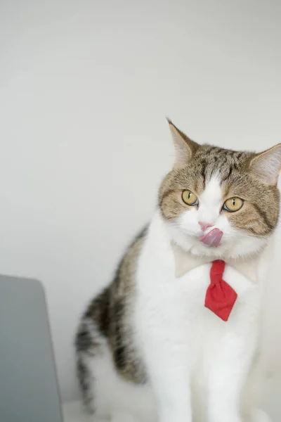 business concept with tabby scottish cat costume with necktie during lick hand