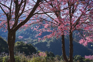 Pembe kiraz ağacı ve bahar mevsiminde berrak gökyüzü ile doğa konseptinde seyahat etmek