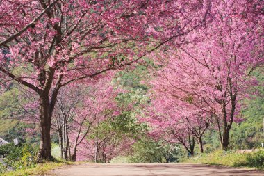 Pembe kiraz ağacı ve bahar mevsiminde berrak gökyüzü ile doğa konseptinde seyahat etmek