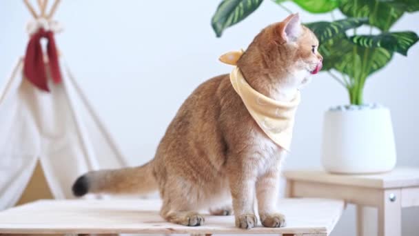 Gato Actividad Concepto Con Británico Gato Feliz Divertido Después Comer — Vídeos de Stock