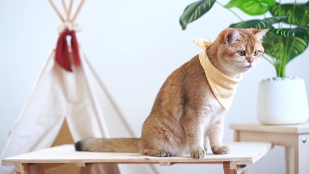 Conceito Atividade Gato Com Gato Britânico Feliz Divertido Depois Comer — Vídeo de Stock