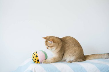 İngiliz kedisiyle uluslararası kedi günü konsepti sahibi ile top oynarken mutlu ve eğlenceli