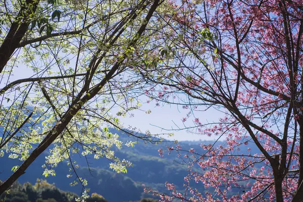 Viaje Conceito Natureza Com Árvore Rosa Flor Cereja Céu Desobstruído — Fotografia de Stock