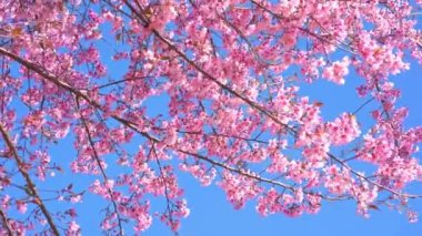 Pembe kiraz ağacı ve bahar mevsiminde berrak gökyüzü ile doğa konseptinde seyahat etmek