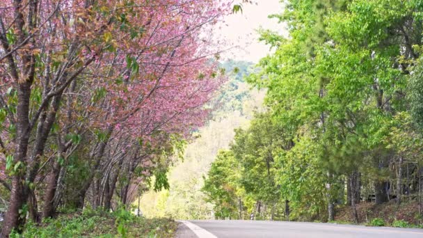 Lkbahar Mevsiminde Doğada Pembe Kiraz Ağacı Kır Yolu Ile Seyahat — Stok video