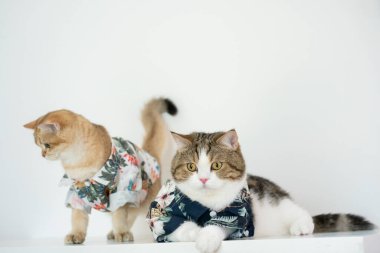 Tekir İskoç ve altın sarısı İngiliz kedisiyle yaz giysileri içinde seyahat et ve evcil hayvan dostu bir otelde yaşa.