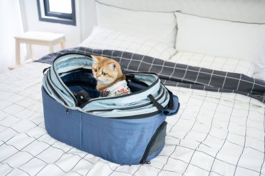 Altın rengi İngiliz kedisiyle yaz kıyafetleri içinde seyahat et ve evcil hayvan dostu bir otelde yaşa.