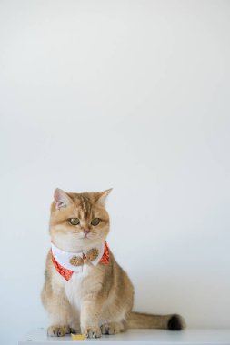 İngiliz kedisiyle Çin 'in yeni yıl konsepti beyaz arka planlı kırmızı geleneksel Çin giysileri giyer