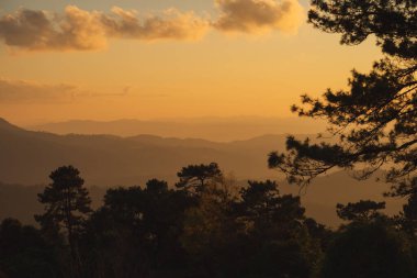 seyahat ve insan faaliyeti kavramı dağ ve bulutlu arka plan katmanlı büyük çam ağacı ile