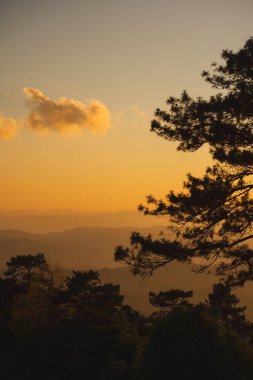 seyahat ve insan faaliyeti kavramı dağ ve bulutlu arka plan katmanlı büyük çam ağacı ile