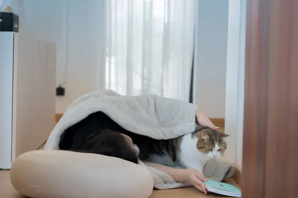 wellness and wellbeing concept with asian woman lie down and read book and play with her cat in livingroom