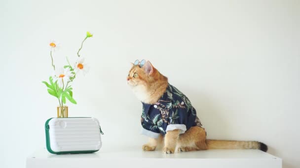 Британський Кіт Носить Літній Костюм Сонцезахисні Окуляри Сидять Білому Столі — стокове відео