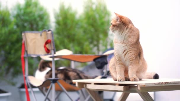 Brytyjski Kot Siedzieć Zrelaksować Się Kempingu Krzesło Tłem Ogród — Wideo stockowe