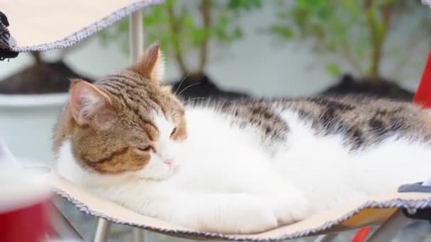 Britânico Gato Sentar Relaxar Cadeira Acampamento Com Jardim Fundo — Vídeo de Stock