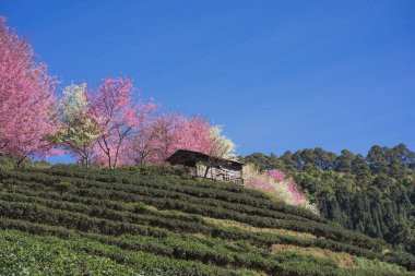 Pembe kiraz ağacı ve bahar mevsiminde berrak gökyüzü ile doğa konseptinde seyahat etmek