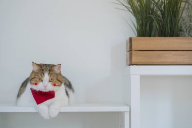 Evcil hayvan bakımı konsepti İskoç kedi oyunu ve kedi evinde eğlence