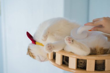 Köpek bakımı konsepti fırça ve tedavi sırasında kedi evinde İskoç kedisine saç