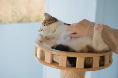 Köpek bakımı konsepti fırça ve tedavi sırasında kedi evinde İskoç kedisine saç