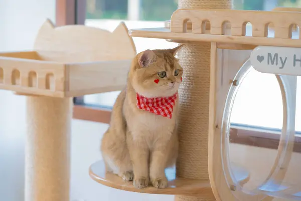 イギリスの猫の遊びと猫の家で楽しいペットケアコンセプト — ストック写真