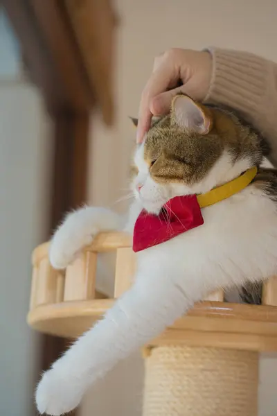 pet care concept with hand of owner touch on head of scottish cat in cat house